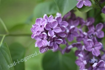 Сирень обыкновенная Леонид Леонов Syringa vulgaris Leonid Leonov