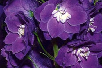 Дельфиниум элатум М.Ф.Дарк Блю Уайт Би Delphinium cultorum M.F. Dark Blue with White Bee