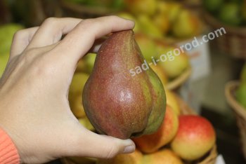 Лучшие сорта груши