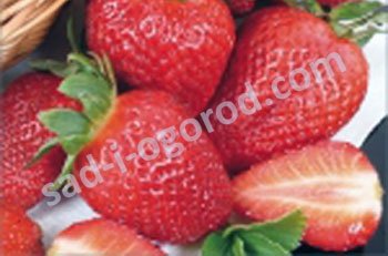 Земляника садовая Корона