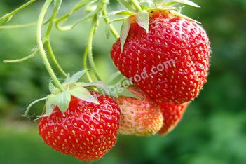 Земляника садовая Кембридж Фаворит Fragaria ananassa Cambridge Favourite