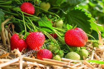 Земляника садовая Флеуретта Fragaria ananassa Fleuretta