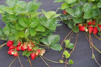 Земляника садовая Элианни Fragaria ananassa Elianny