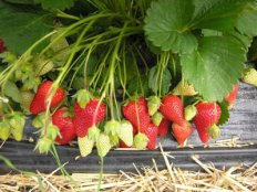 Земляника садовая Роксана Fragaria ananassa Roxana