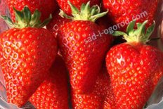 Земляника садовая Сирия Fragaria ananassa Syria