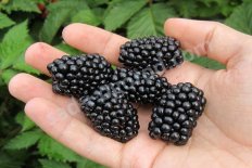 Ежевика Чачанска Бестрна Rubus eubatus Cacanska Bestrna