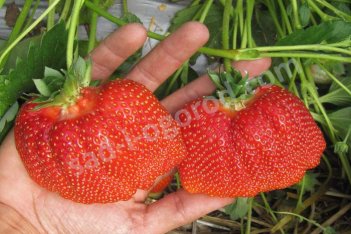 Земляника садовая Азия Fragaria ananassa Asia