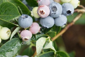 Голубика Блю Голд Vaccinium Blue Gold