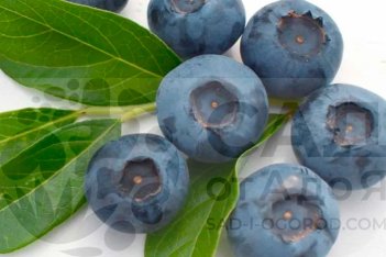 Голубика Блю Голд Vaccinium Blue Gold