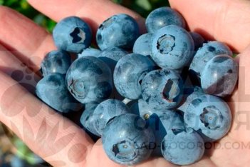 Голубика Спартан Vaccinium Spartan
