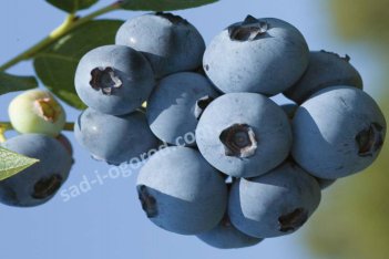 Голубика Спартан Vaccinium Spartan