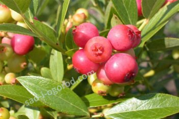 Голубика Пинк Лимонад Vaccinium Pink Lemonade