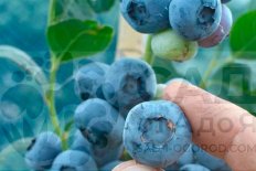 Голубика Река Vaccinium Reka