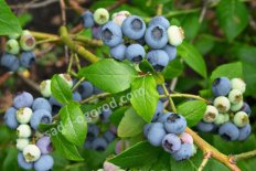 Голубика Эрлиблю Vaccinium Earlyblue