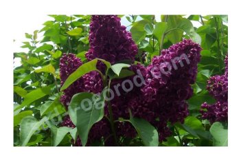 Сирень обыкновенная Монж Syringa vulgaris Monge