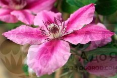 Клематис Беникомачи Clematis Benikomachi