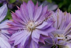 Клематис Тешио Clematis Teshio