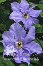 Клематис Рамона (Гибрид Зибольда) Clematis Ramona (Hybrida Sieboldii)