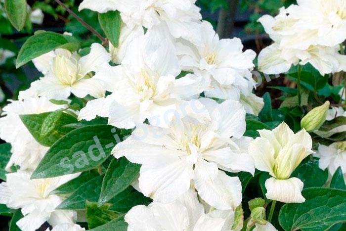 Клематис Clematis White Arabella купить саженцы |Сад от А до Я