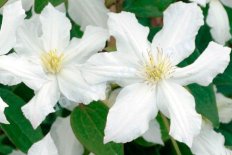 Клематис Уайт Арабелла Clematis White Arabella