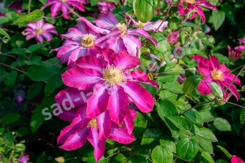 Клематис Какио (Пинк Шампань) Clematis Kakio (Pink Champagne)