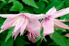 Клематис ботанический Maркхамс Пинк Clematis Markhams Pink