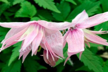 Клематис ботанический Maркхамс Пинк Clematis Markhams Pink