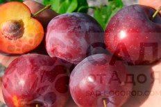 Алыча Комета поздняя