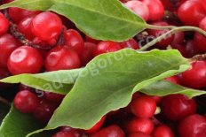 Лимонник китайский Schisandra chinensis