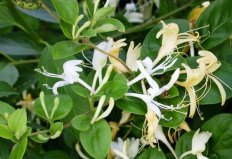Жимолость Каприфоль Lonicera caprifolium