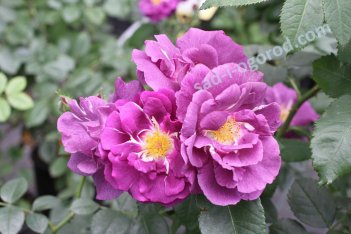 Роза шраб Рапсоди ин Блю Rose Rhapsody in Blue