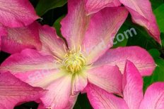 Клематис Асао Clematis Asao