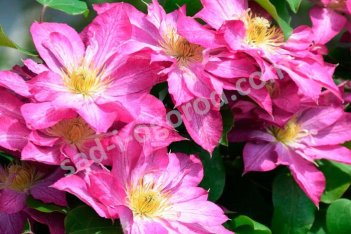 Клематис Асао Clematis Asao