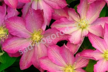 Клематис Асао Clematis Asao