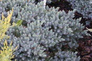 Можжевельник чешуйчатый Блю Стар Juniperus squamata Blue Star