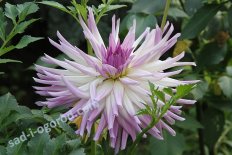 Георгины весна 2026