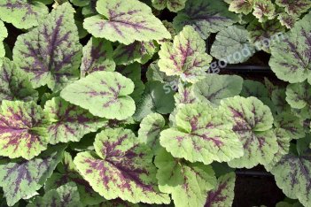 Тиарелла Аппалачиан Трейл Tiarella Appalachian Trail