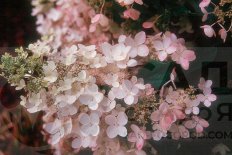 Гортензия метельчатая Энджелс Блаш / Руби Hydrangea paniculata Angels Blush / Ruby