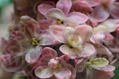 Сирень махровая желтая Колесникова Syringa vulgaris