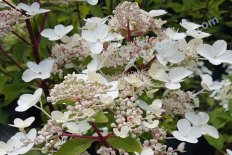 Гортензия метельчатая Дарума Hydrangea paniculata Dharuma