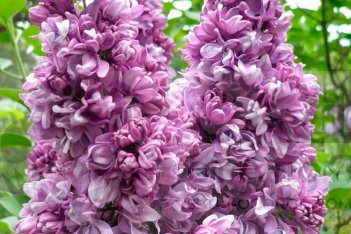 Сирень обыкновенная Салават Юлаев Syringa vulgaris Salavat Yulaev