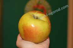 Синап орловский черенки для прививки яблони