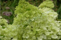 Гортензия метельчатая Мэджикал Мунлайт / Колмагино Hydrangea paniculata Magical Moonlight / Kolmagimo