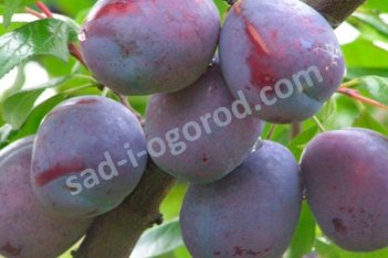 Слива Величавая