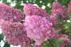 Гортензия метельчатая Сандей Фрейз Hydrangea paniculata Sundae Fraise