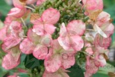Гортензия метельчатая Дартс Литтл Дот Hydrangea paniculata Dart's Little Dot
