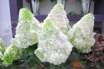 Гортензия метельчатая Полар Беар Hydrangea paniculata Polar Bear