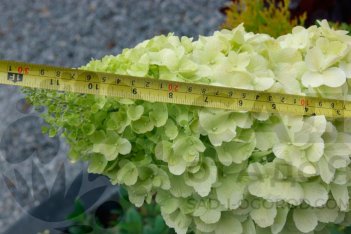 Гортензия метельчатая Полар Беар Hydrangea paniculata Polar Bear