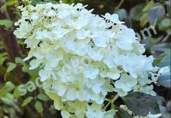 Гортензия метельчатая Брасселс Лейс Hydrangea paniculata Brussels Lace