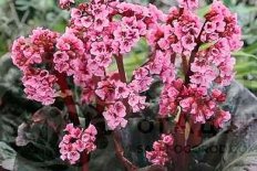 Бадан сердцелистный Дарк Марджин Bergenia hybrida Dark Margin